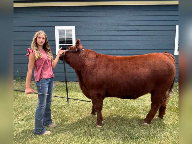 Paisleyrose  vandergriff  Elbert creekside
