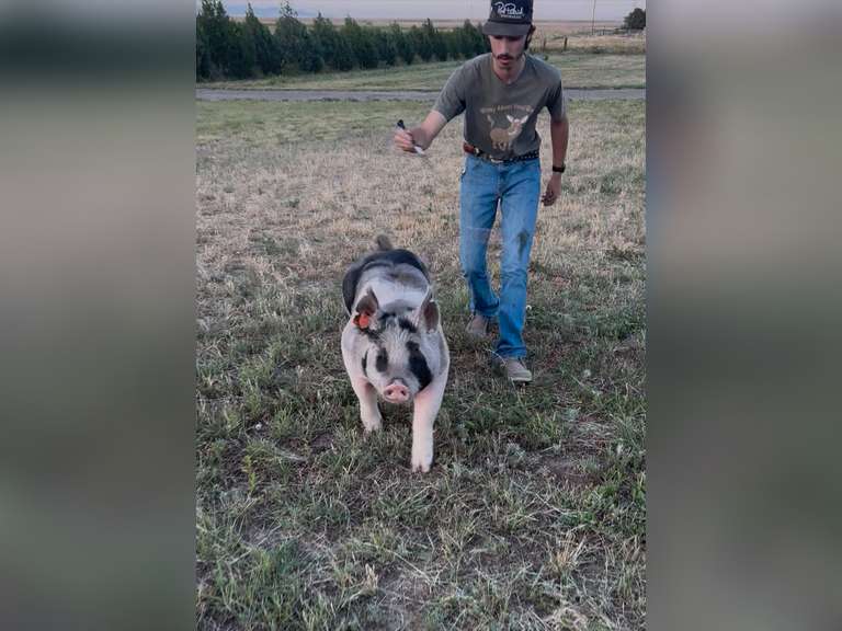 Logan  Cox  Rural Rustlers