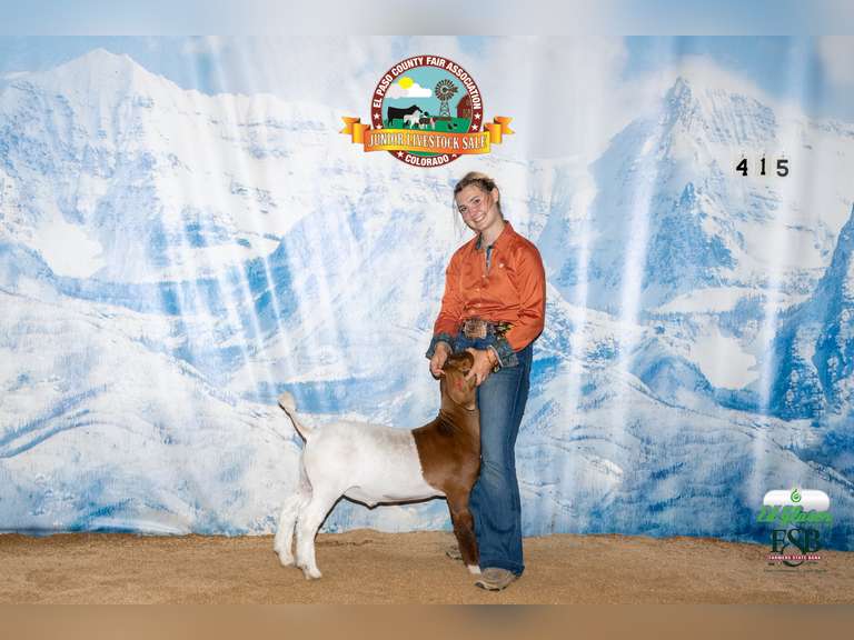 Grace  Candela  Grand Drive 4-H Club