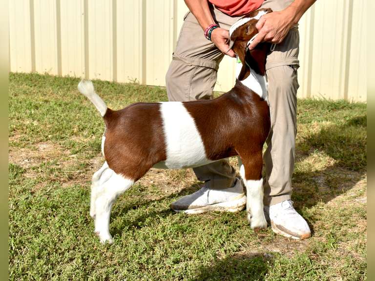 Bryson Show Goats  1338