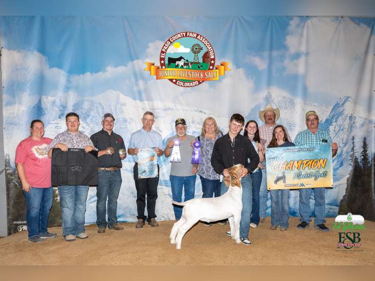 Cole  Spurlock  Grand Drive 4H