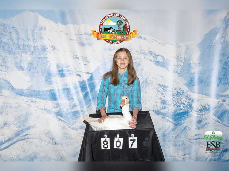 Guinevere   Gray-Reno  Angel Fire 4H
