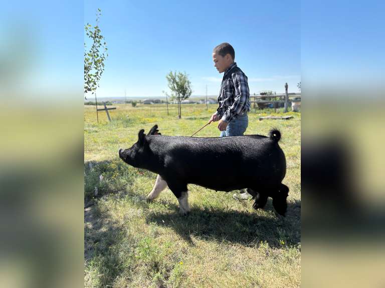 Benicio  Guevara-Hudson  Rattlesnake 4-H Club