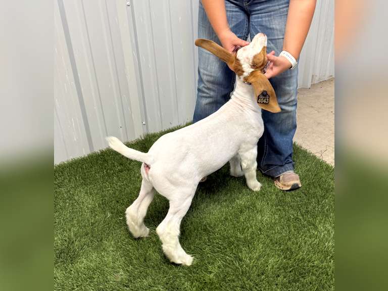 Belcher Farm & Ranch  4043
