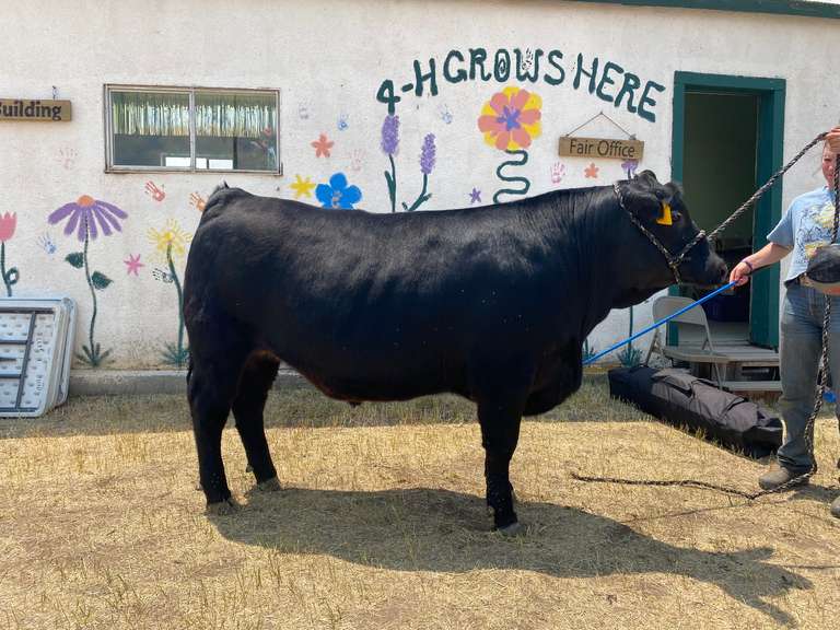 Brylee  Shy  Custer County FFA