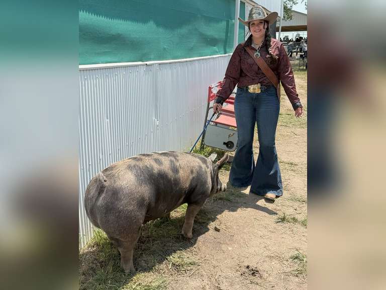 Abigail  Cabrera  Gold Creek 4H