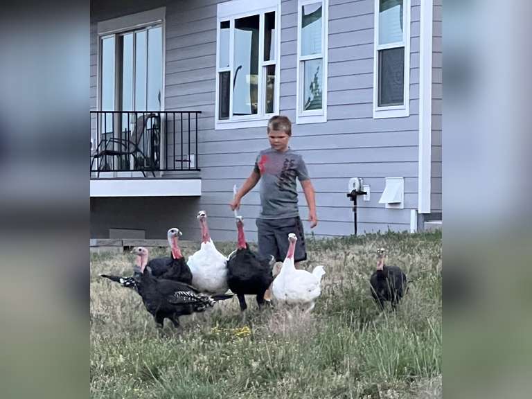 Axel  Harris  Kiowa Community 4H Club