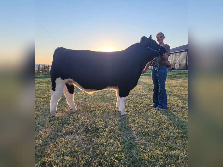 Nevaeh  Ramsour  Kiowa Community 4H