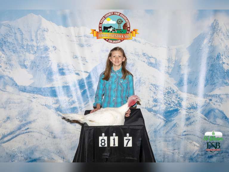 Guinevere Gray-Reno Angel Fire 4H - StockShowAuctions.com