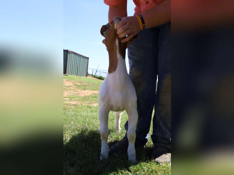 Flyin’W Show Goats   5038