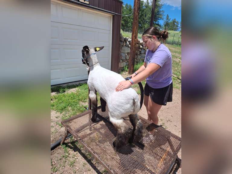 Jaceen  Zion  High Plains 4-H Club