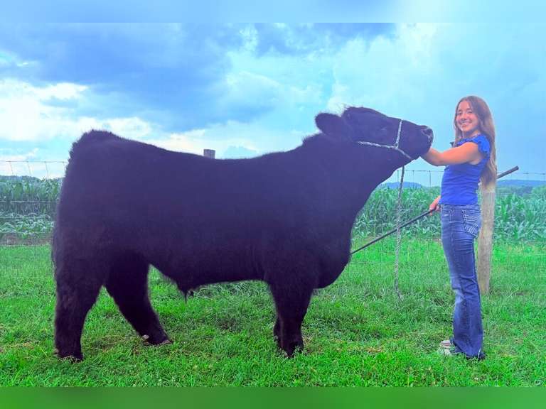 Rebecca Gamber Brown Frame Round-Up