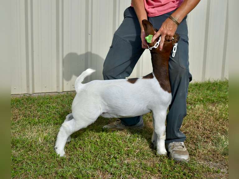 Bryson Show Goats  1358