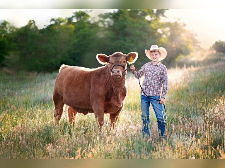 Eli  Anderson  Gold Creek 4H