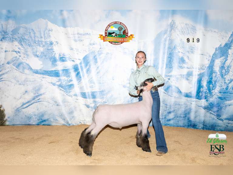 Lexi  Vrabec  Plainsmen 4-h club