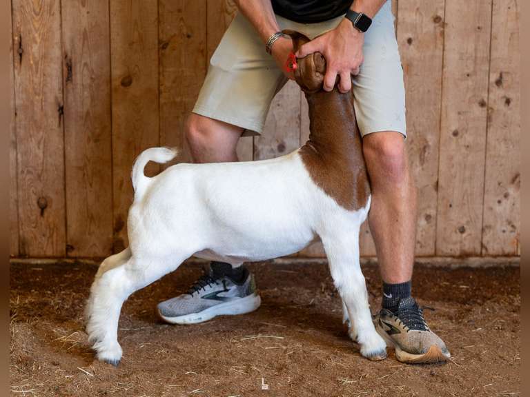 Finley Show Goats  046