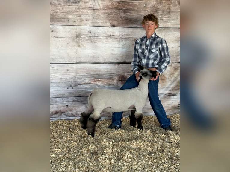 Quinn  Weil  Kiowa Community 4H Club
