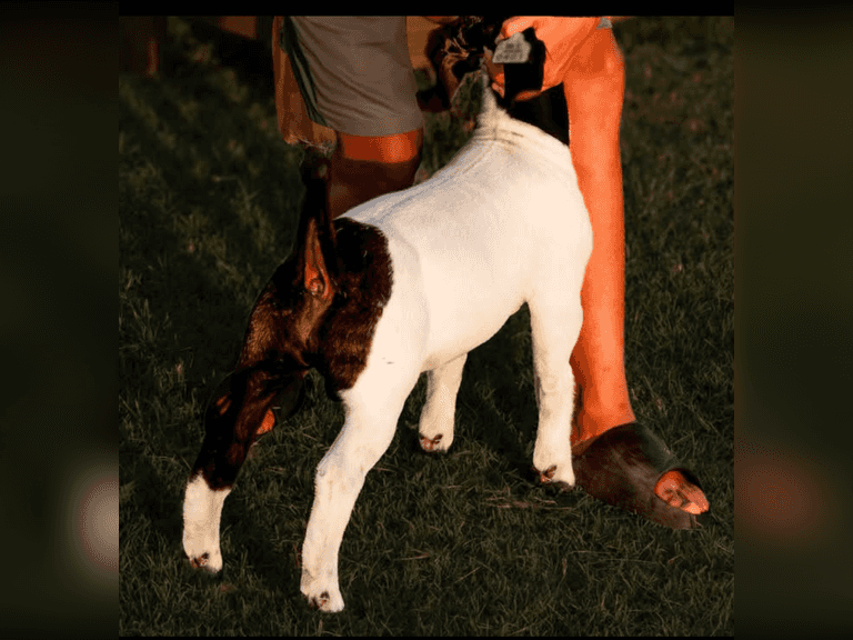 Read Livestock  401