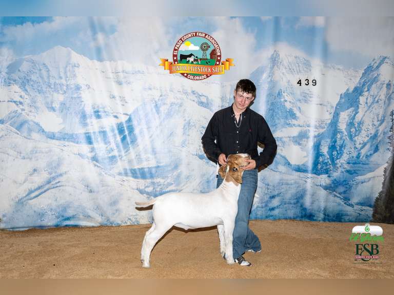 Cole  Spurlock  Grand Drive 4H