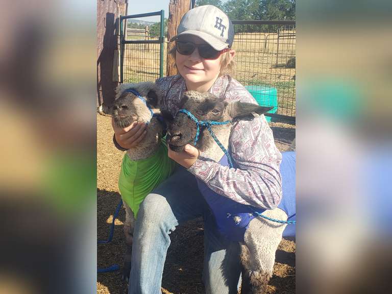 Preston   Fuchs  Elbert Creekside 4-H Club