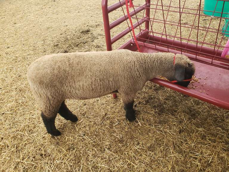 Preston   Fuchs  Elbert Creekside 4-H Club