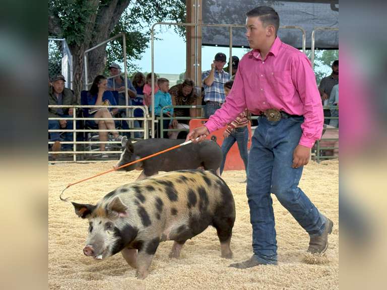 Nehemiah  Cabrera  Gold Creek 4-H