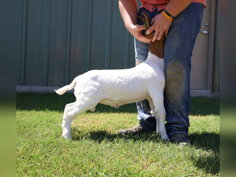 Flyin’W Show Goats   5038