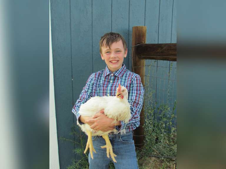 Wyatt  Palmer  Sun Country 4H