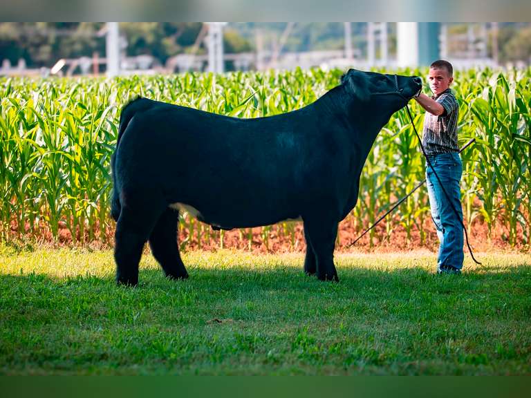 Grant D Thompson Ribbon Chasers