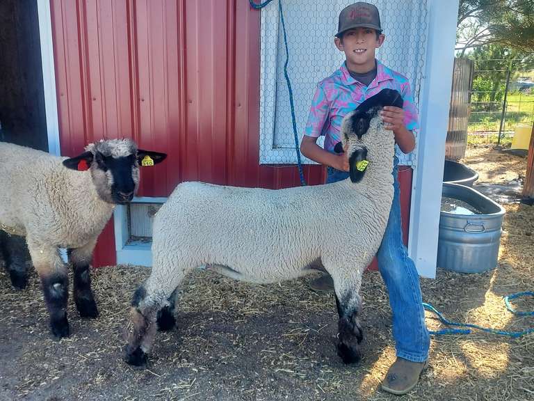 Eli  Gonzalez         Rural Rustlers