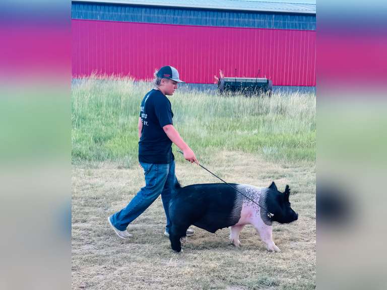 Dalton  Hudgins  Running Creek 4-H Club