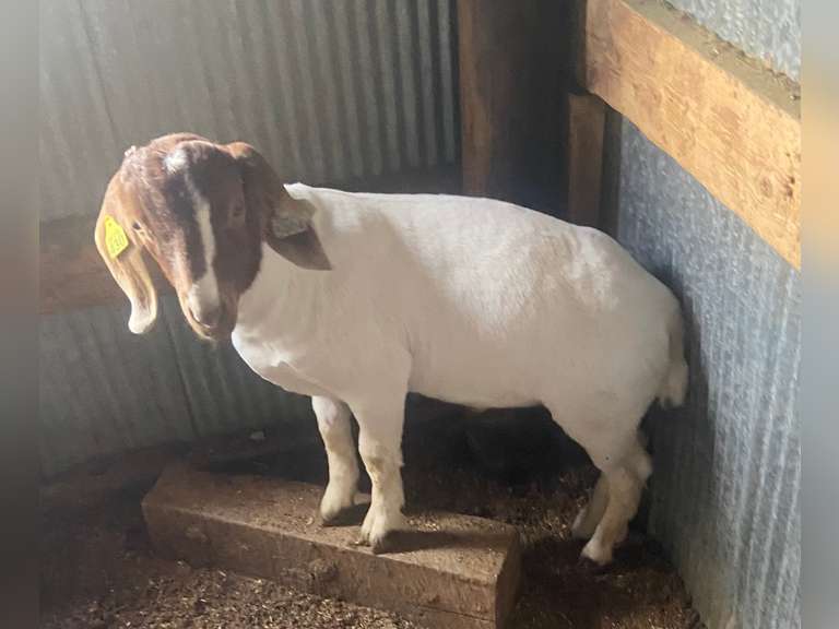 Stockton  Musgrove  Ranchin' Rookies