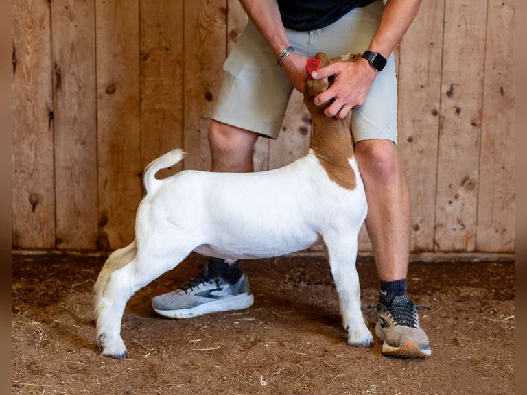 Finley Show Goats  042