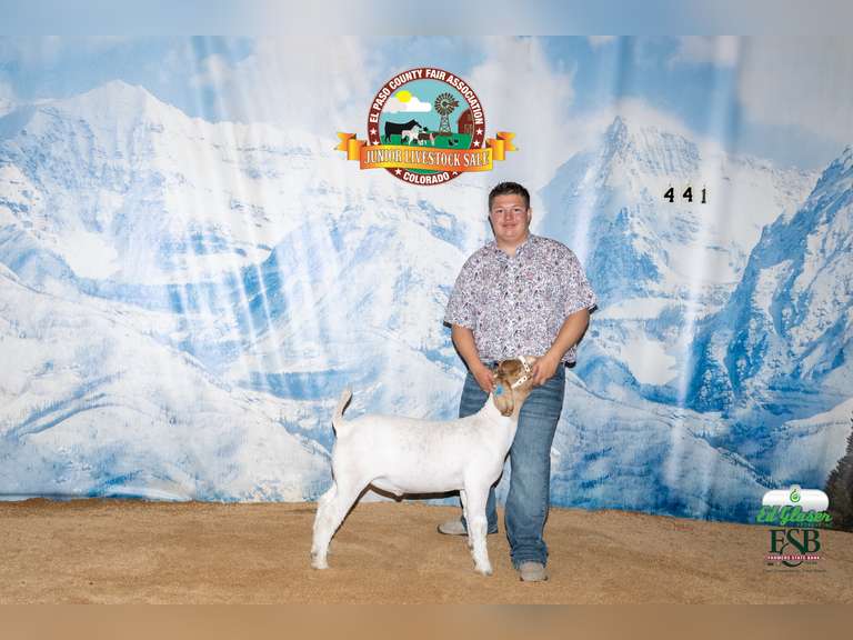 Luke  Spurlock  Grand Drive 4H