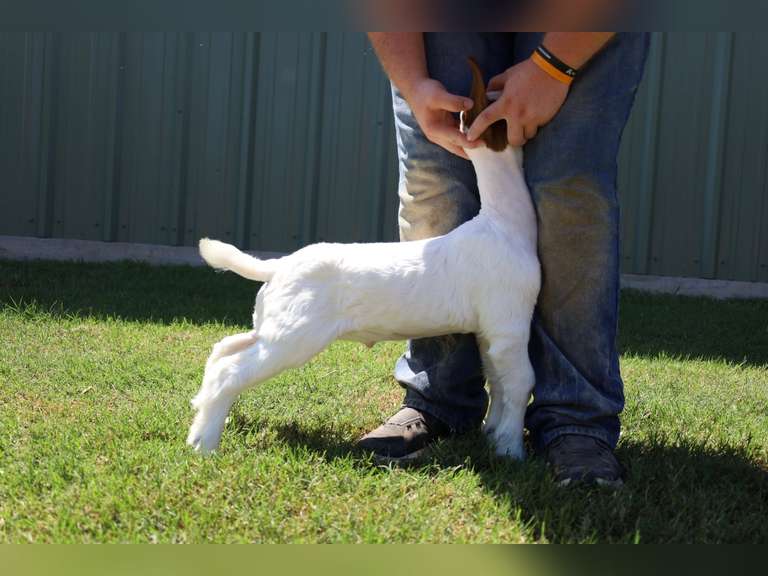 Flyin’W Show Goats  5046
