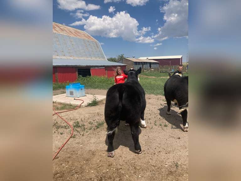 Lexi  Guy  Rural Rustlers 4H