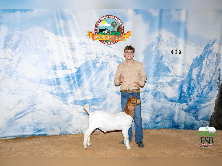 Dominic  Bellerdine  Angel Fire 4H
