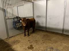 Katryna   Reitzig   Ranchin’ Rookies