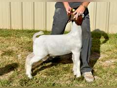 Bryson Show Goats  1365