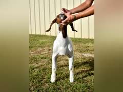 Bryson Show Goats  1365