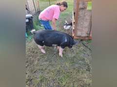 Bailey  Riniker  Kiowa Community 4H
