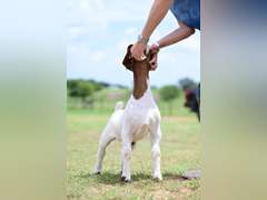 MB Boer Goats  2524