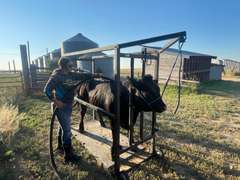 Lauren  Rector  Rural Rustlers 4-H Club