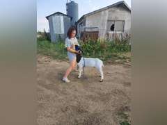Trinity  Fulton  Rural Rustlers 4H