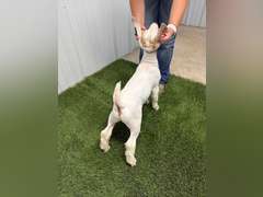 Belcher Farm & Ranch  4016