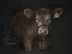 Eli  Anderson  Gold Creek 4H