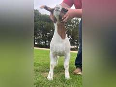 Epley Show Goats  5068