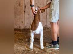 Finley Show Goats  046