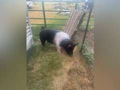 Dalton  Hudgins  Running Creek 4-H Club