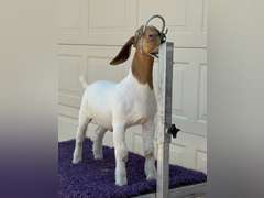 Titanium Livestock  5576